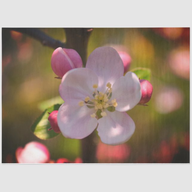 Papel De Seda Apple Blossom (Anverso)