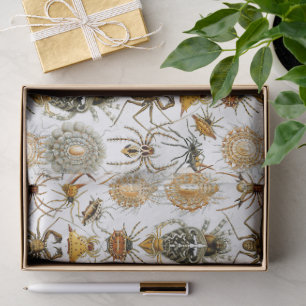 Papel De Seda Arácnidos por Haeckel ilustración vintage de araña