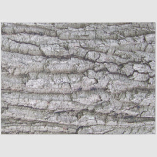Papel De Seda Árbol 5 - Barquilla de roble