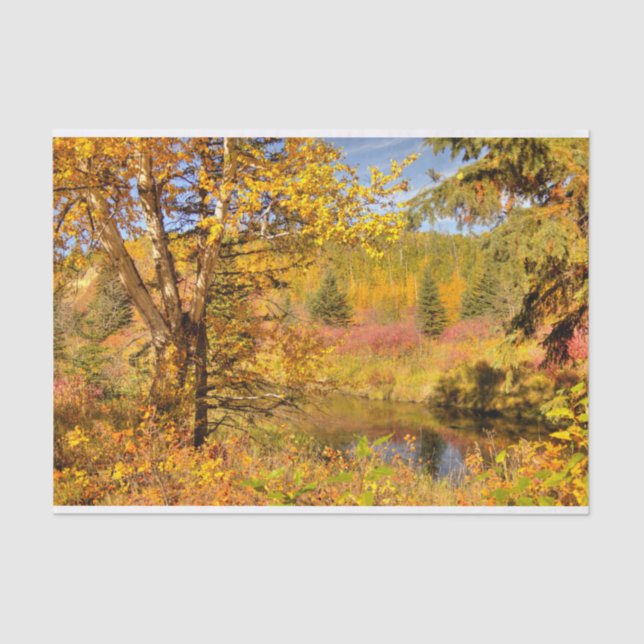 Papel De Seda Árbol de abedul del otoño (Anverso)