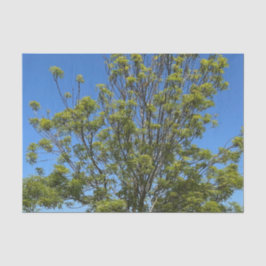 Papel De Seda Árbol De Ash Alto En La Hermosa Foto Del Cielo Azu