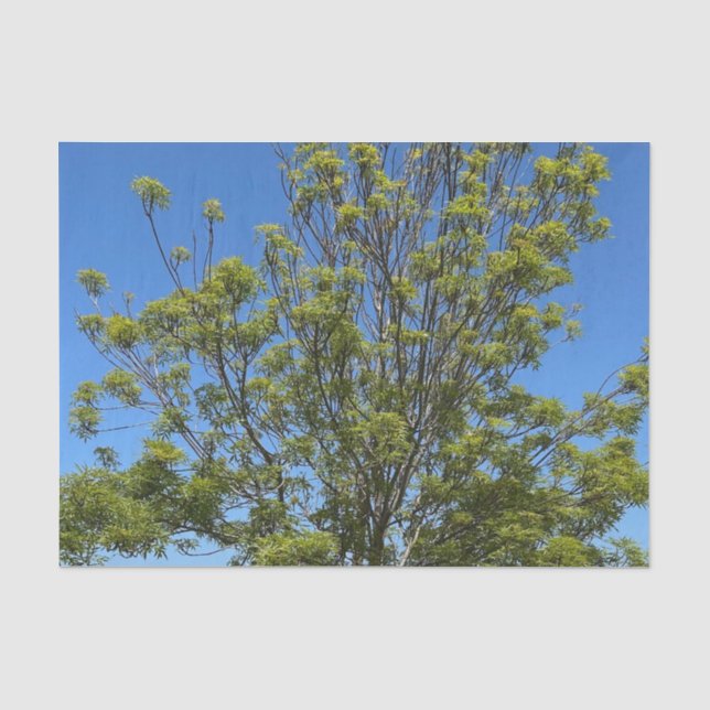Papel De Seda Árbol De Ash Alto En La Hermosa Foto Del Cielo Azu (Anverso)