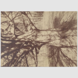 Papel De Seda Árbol de haya (por Eugène Atget)