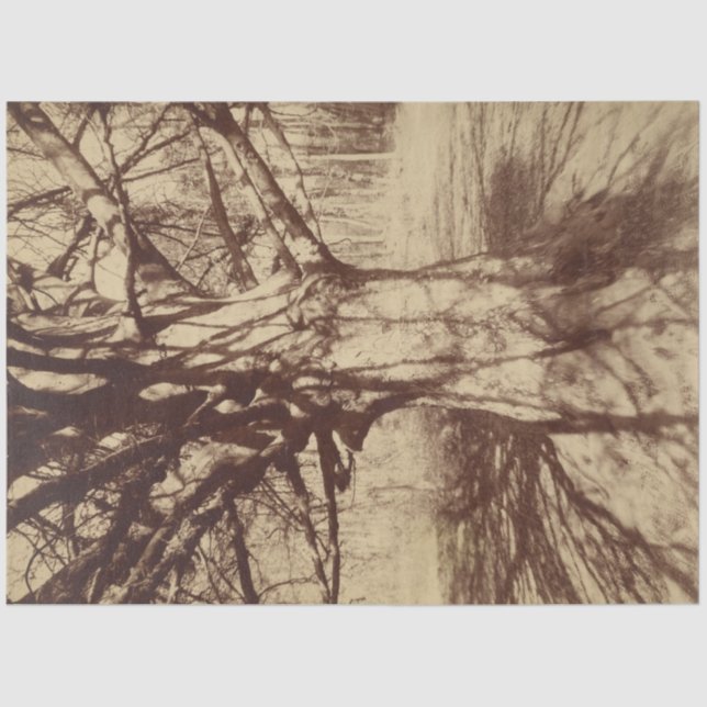 Papel De Seda Árbol de haya (por Eugène Atget) (Anverso)