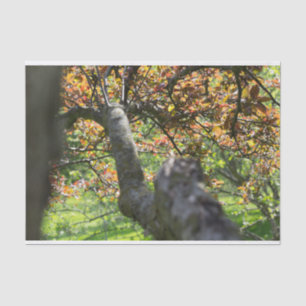 Papel De Seda Árbol en la fotografía de otoño