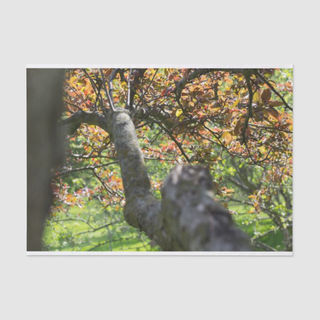 Papel De Seda Árbol en la fotografía de otoño (Anverso)