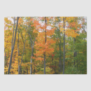 Papel De Seda Árboles de Arce de Otoño Fotografía de la Naturale