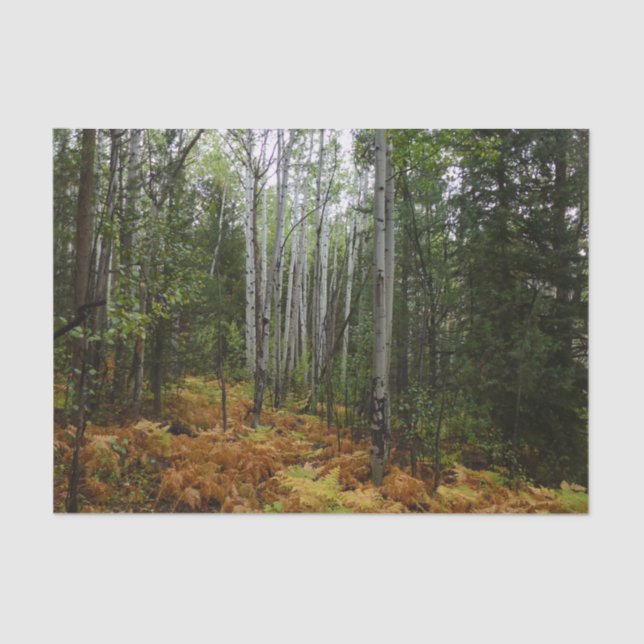 Papel De Seda Árboles de aves blancas y caídas en montaña rocosa (Anverso)