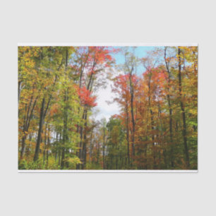 Papel De Seda Árboles de otoño y cielo azul Fotografía de la nat