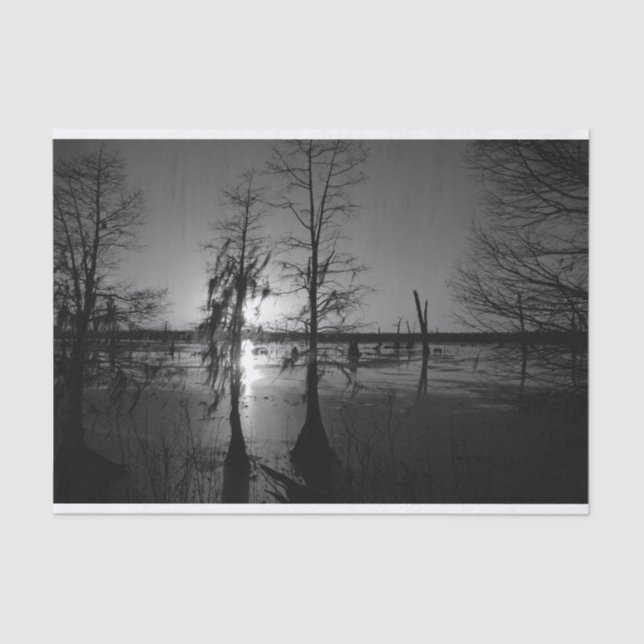 Papel De Seda Árboles y pantano de la puesta del sol el | (Anverso)