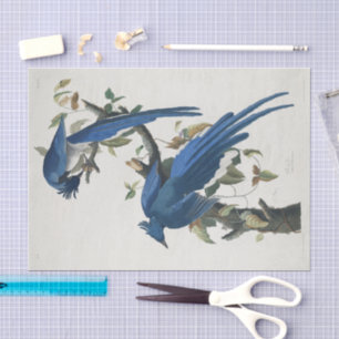 Papel De Seda Arrendajo de Columbia de Audubon Urraca Jay de gar