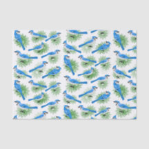 Arrendajos azules bonitos en pájaros únicos del