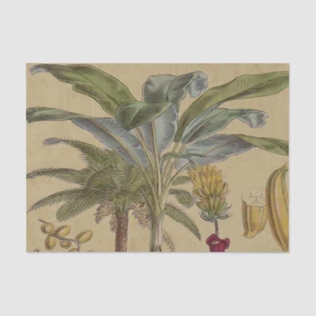Papel De Seda Arte botánico de frutas tropicales palmo antiguo (Anverso)