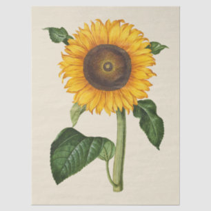 Papel De Seda Arte Botánico de Girasol Vintage por Merian