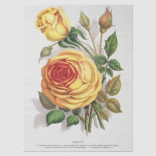Papel De Seda Arte Botánico Vintage Atardecer Rosa Amarillo y Na