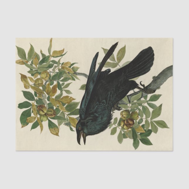 Papel De Seda Arte clásico Audubon Raven (Anverso)