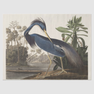 Papel De Seda Arte de Ave de Garza de Louisiana Vintage Audubon