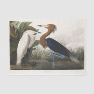 Papel De Seda Arte de ave garceta rojiza vintage de Audubon