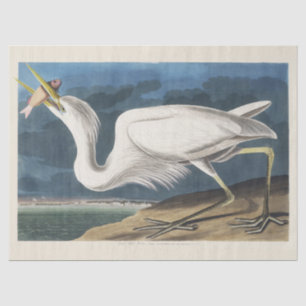 Papel De Seda Arte de ave Garza Blanca de Audubon vintage