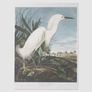 Papel De Seda Arte de Ave Garza Blanca de Audubon Vintage