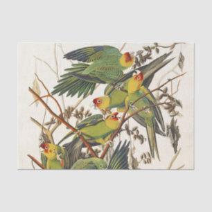 Papel De Seda Arte de ave loro de Carolina vintage de Audubon