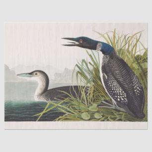 Papel De Seda Arte de la naturaleza del ave somormujo común Audu