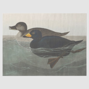 Papel De Seda Arte de pato americano de Audubon vintage