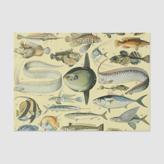 Papel De Seda Arte de pesca científica de peces de época (Anverso)