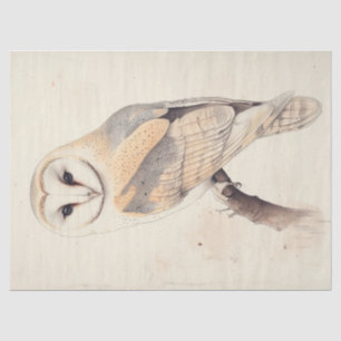 Papel De Seda Arte de pintura de pájaros de la pintura de la pin