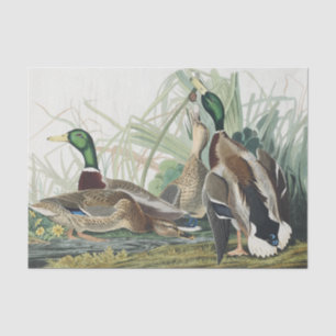 Papel De Seda Arte de vida silvestre del pato silbón de Audubon