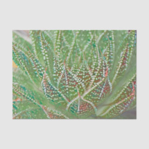 Papel De Seda Arte de vidrio teñido verde de planta de cactus su