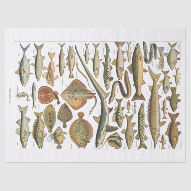 Papel De Seda Artesanía de peces antiguos (Anverso)