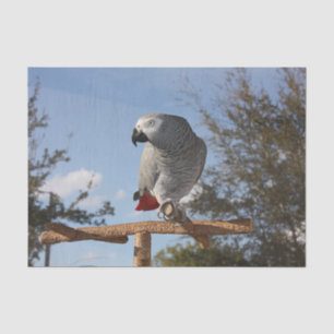 Papel De Seda Asombroso loro gris africano