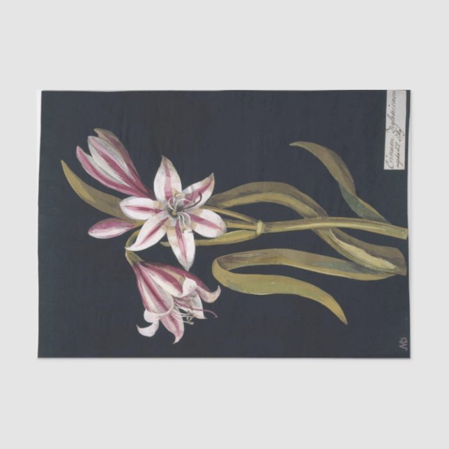 Papel De Seda Asphodil Lily por Mary Delany (Anverso)
