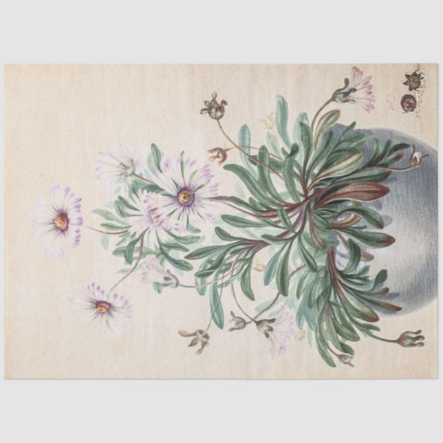 Papel De Seda Asters de época en una olla (Anverso)