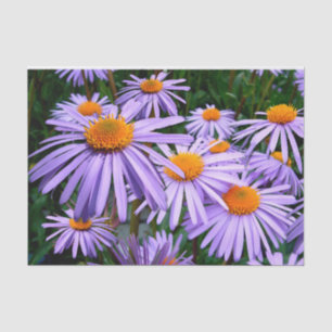 Papel De Seda Asters morados
