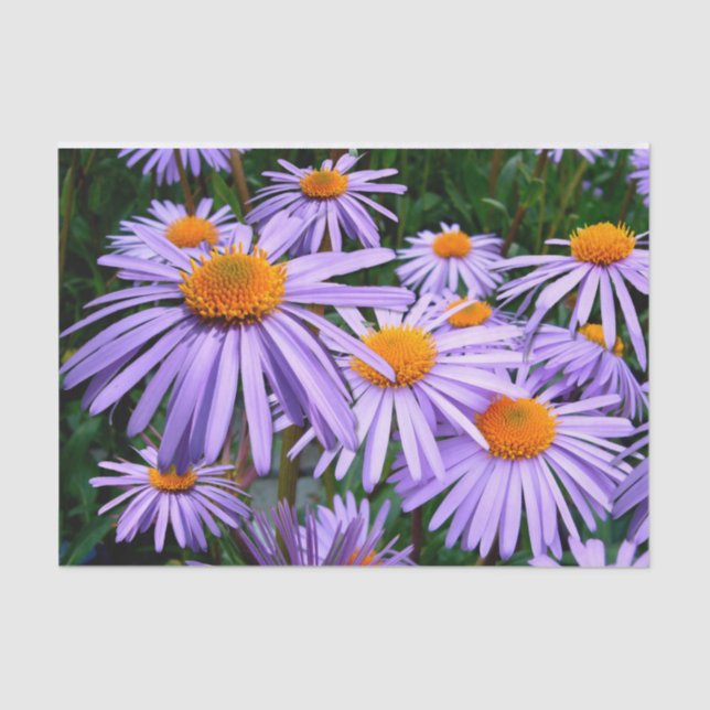 Papel De Seda Asters morados (Anverso)