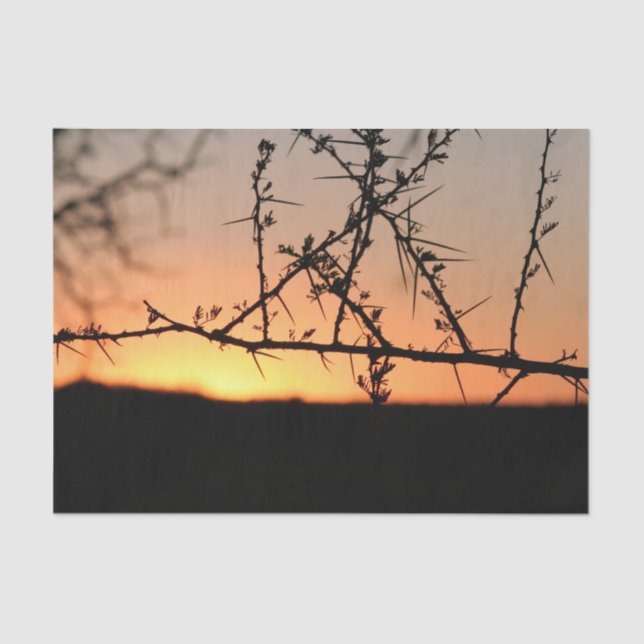 Papel De Seda Atardecer africano con espinosa silueta de árbol d (Anverso)