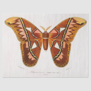 Papel De Seda atticus atlas moth