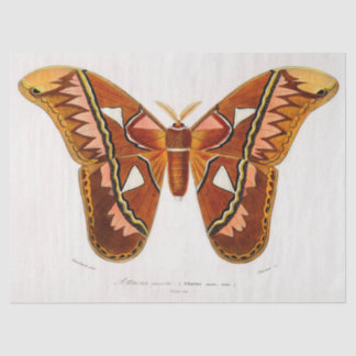 Papel De Seda atticus atlas moth