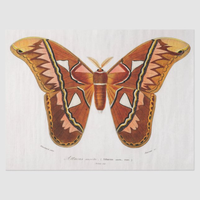 Papel De Seda atticus atlas moth (Anverso)