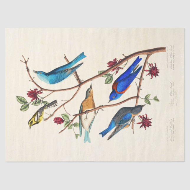 Papel De Seda Audobon Bird ephemera tissue paper (Anverso)