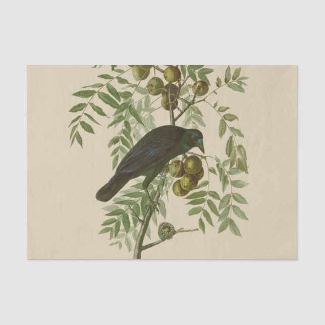 Papel De Seda Audubon American Crow Black Bird (Anverso)