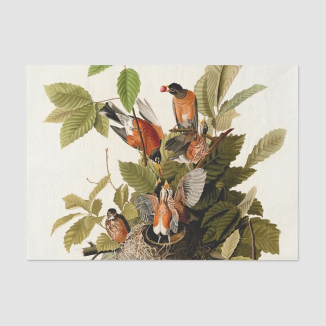 Papel De Seda Audubon American Robin Wildlife Bird Ilustracion (Anverso)