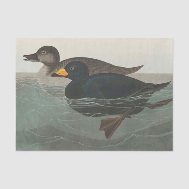 Papel De Seda Audubon American Scoter Duck Classic (Anverso)