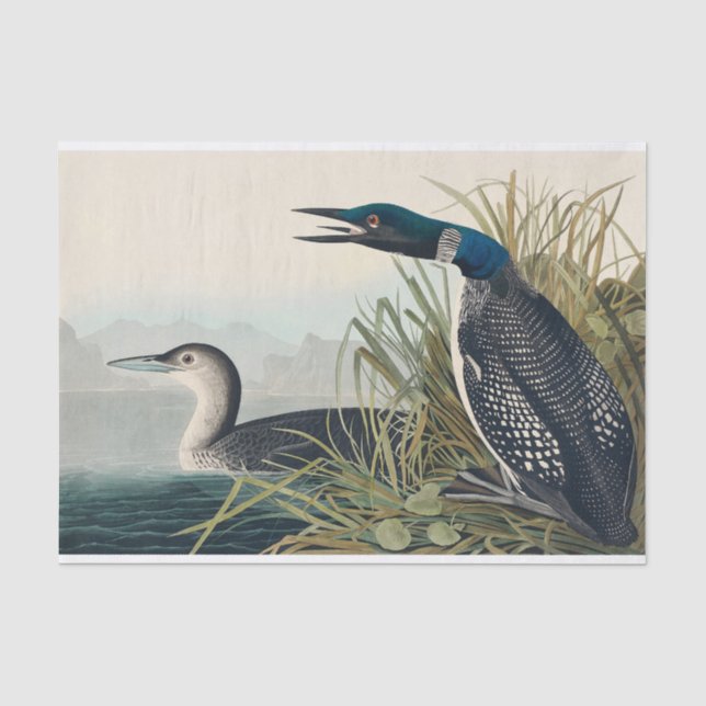 Papel De Seda Audubon Bird Lodge Diver Classic (Anverso)