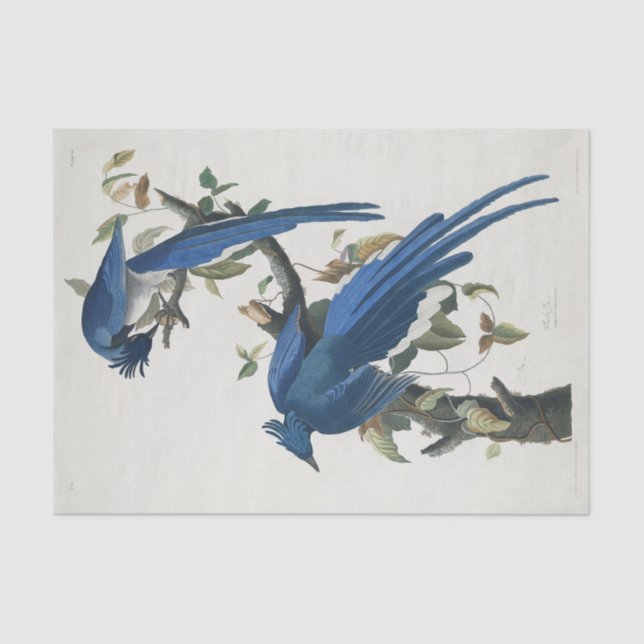 Papel De Seda Audubon Columbia Jay Black Thropie Magpie Jay (Anverso)