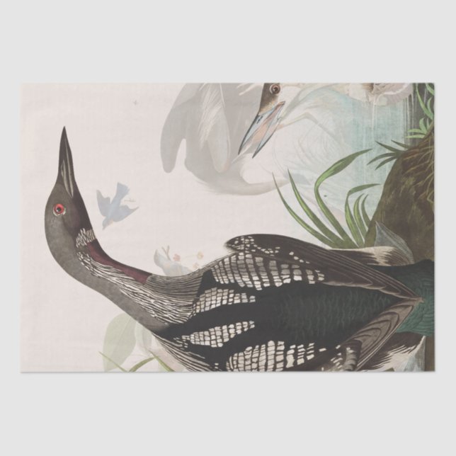 Papel De Seda Audubon Loons Heron Birds Wildlife Tissue Paper (Anverso)