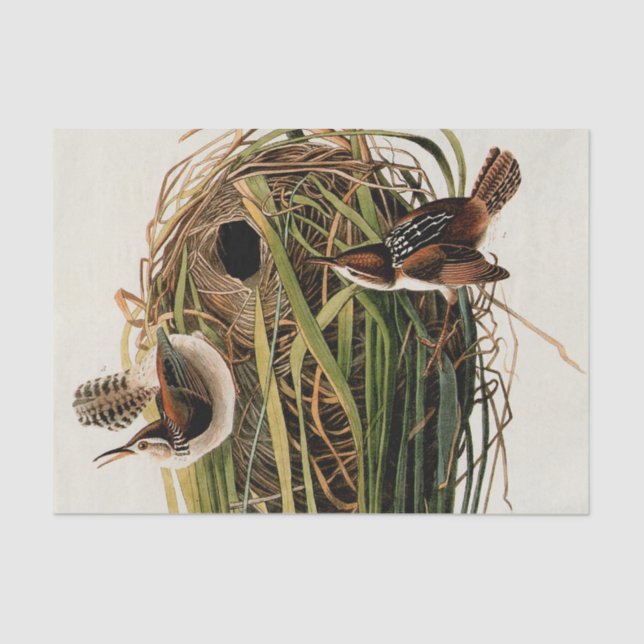 Papel De Seda Audubon Marsh Wren Bird Art (Anverso)