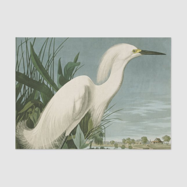 Papel De Seda Audubon Snowy Heron White Egret Bird Birding (Anverso)